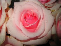 /album/foto-tsvetochnyj-mir/ya-110-9-jpg/